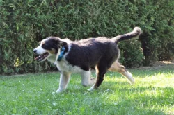 Štěňata Australského ovčáka