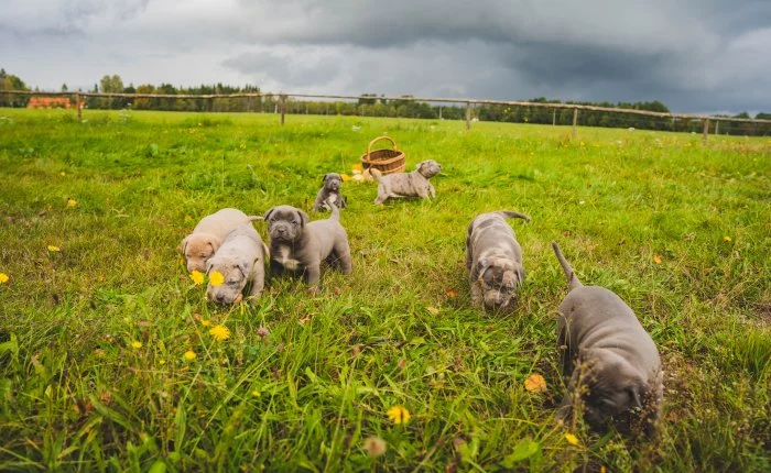 American bully XXL  ABKC