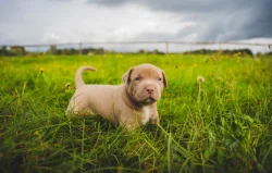 American bully XXL  ABKC