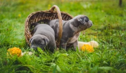 American bully XXL  ABKC