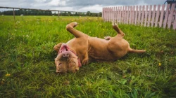 American bully XXL  ABKC