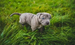 American bully XXL  ABKC