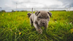 American bully XXL  ABKC