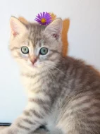 Britská krátkosrstá koťátka bez PP