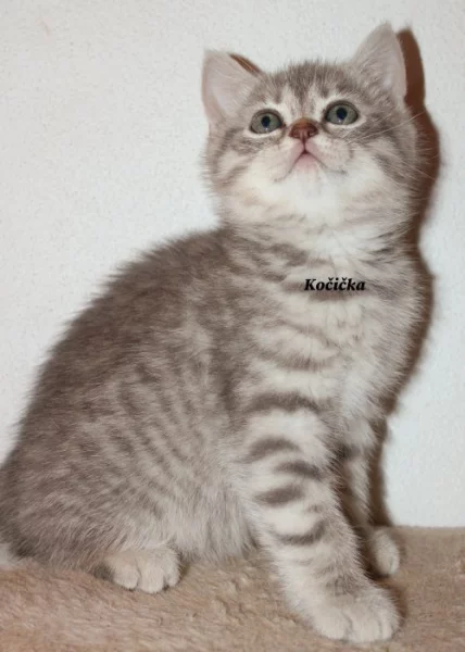 Britská krátkosrstá koťátka bez PP