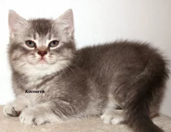 Britská krátkosrstá koťátka bez PP