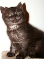 Britská krátkosrstá koťátka bez PP