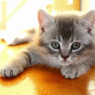 Britská krátkosrstá koťátka bez PP