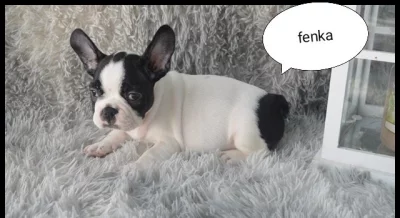 Francouzský buldoček