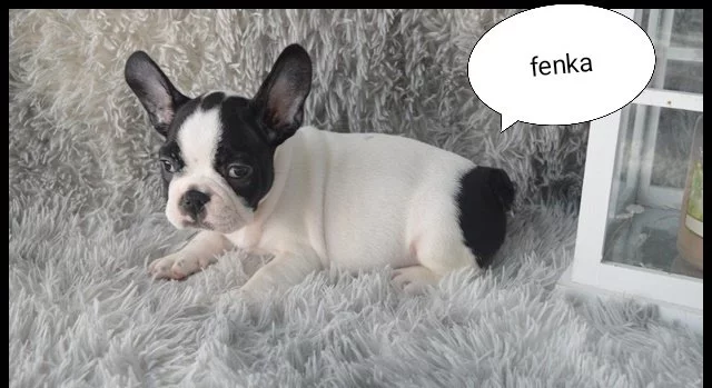 Francouzský buldoček