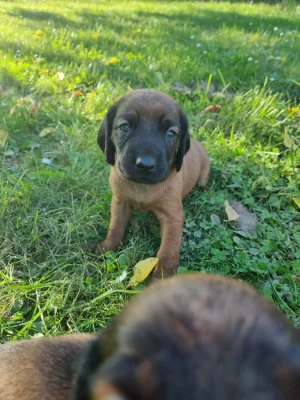 Prodám štěňata Bavorského barváře