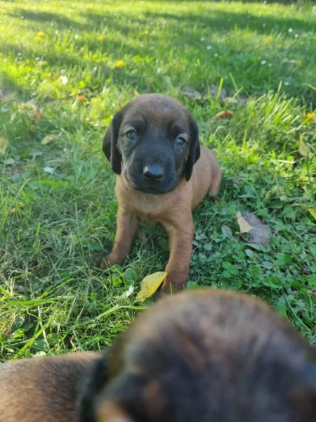 Prodám štěňata Bavorského barváře