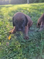 Prodám štěňata Bavorského barváře