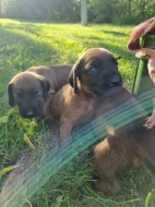 Prodám štěňata Bavorského barváře