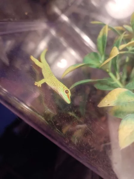 Phelsuma Grandis