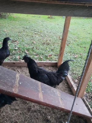 Kohouti Ayam Cemani