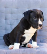 American Bully XL již k odběru