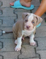 American Bully XL již k odběru