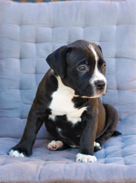 American Bully XL již k odběru