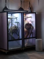 Gastropholis prasina pár 2.5 roku vč terária