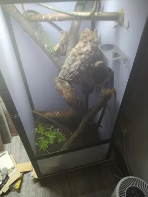 Gastropholis prasina pár 2.5 roku vč terária