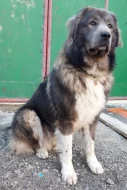 Kavkazský pastevecký pes bez PP