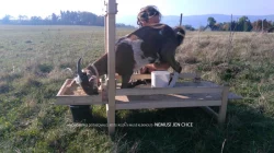 NABÍZÍM LAVICI NA DOJENÍ KOZ a OVCÍ „KOZOSTROJ“