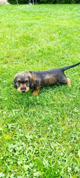 Drsnosrsty jezevčík