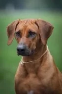Prodám štěňátka rhodéského ridgebacka