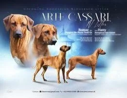 Prodám štěňátka rhodéského ridgebacka