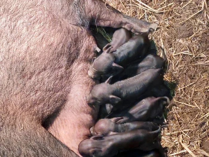 Prodám Vietnamská selátka