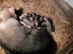 Prodám Vietnamská selátka