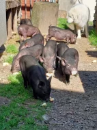 Prodám Vietnamská selátka