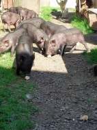 Prodám Vietnamská selátka