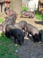 Prodám Vietnamská selátka