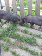 Prodám Vietnamská selátka