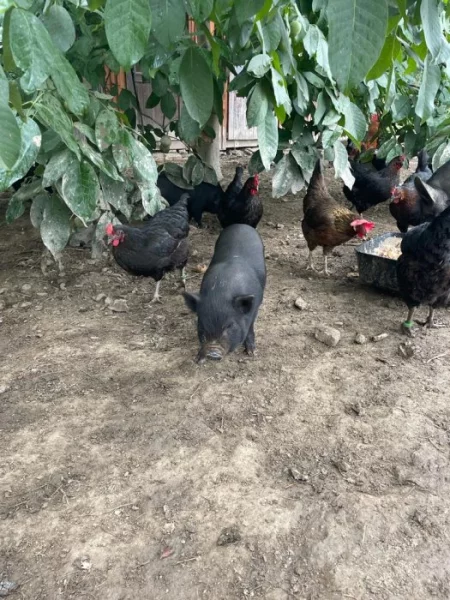 Vietnamské sele