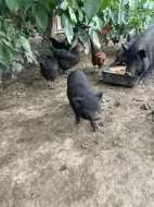 Vietnamské sele