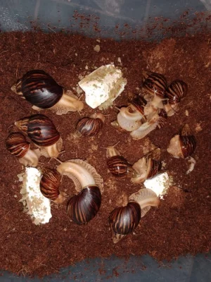 Lissachatina immaculata mladí šneci