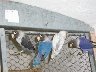 Agapornis škraboškový