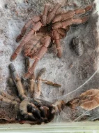 HAPLOPELMA SCHMIDTI