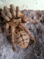 HAPLOPELMA SCHMIDTI