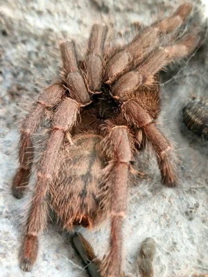 HAPLOPELMA SCHMIDTI