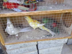 Paposek zpevavy