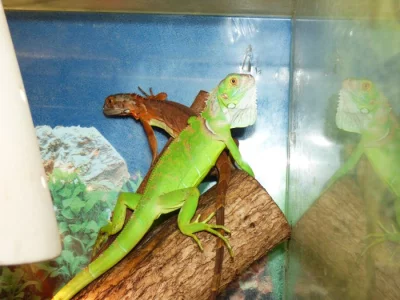 Leguán zelený (Iguana iguana)