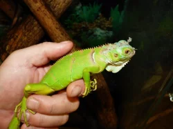 Leguán zelený (Iguana iguana)