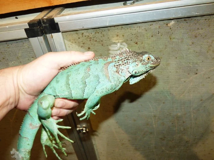 Modrý leguán zelený (Iguana iguana)