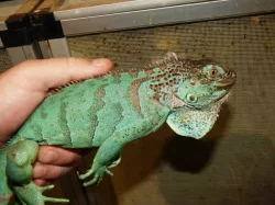 Modrý leguán zelený (Iguana iguana)
