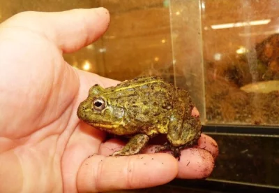 Skokan hrabavý (Pyxicpehalus adspersus)