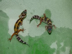 Gekončík noční (Eublepharis macularius)